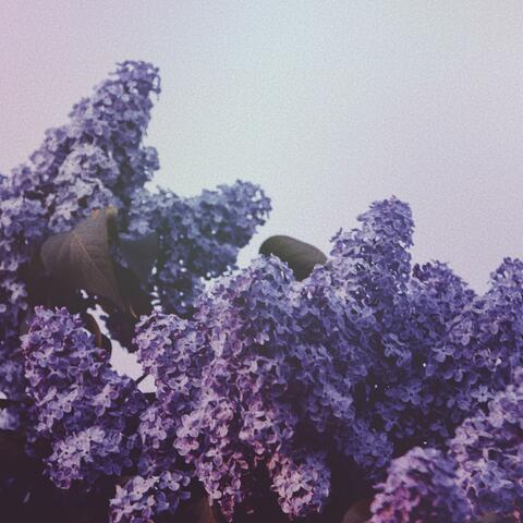 Lilac (feat. Thomas Ng)