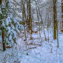 Im Only Dreaming (feat. Nick Marzullo)