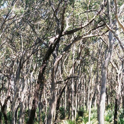 Behind The Coastal Dune (South Coast NSW)