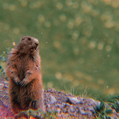 Groundhog Day