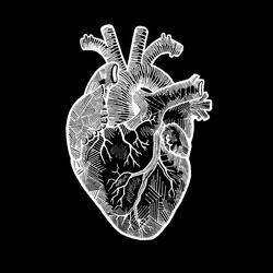 Shape Of My Heart