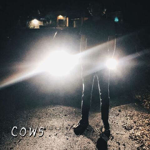Cows