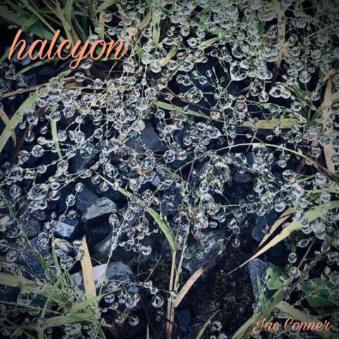 halcyon