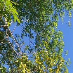 Leaves