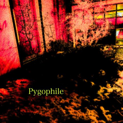 Pygophile