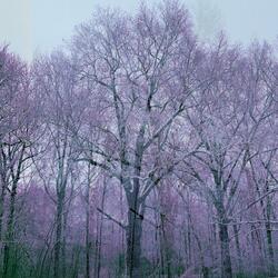 Feathertree