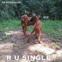 R U SINGLE