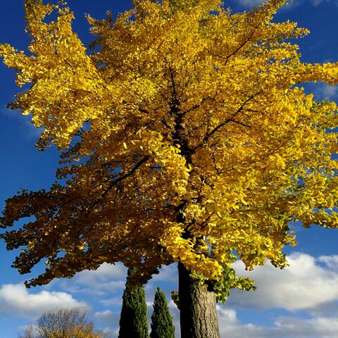 Ginkgo