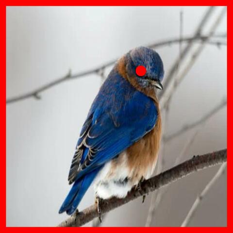 It's The Bird Apocolypse