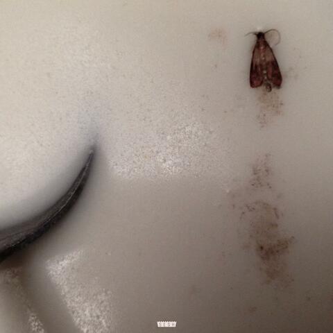 Mothmilk (feat. BONES)