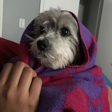 Good Boy, Best Boy