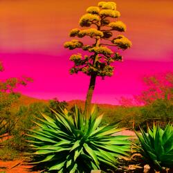 Maguey