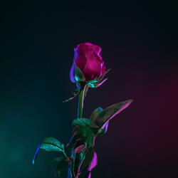 Show Me That You Love Me (I Do Not Ask For Much)