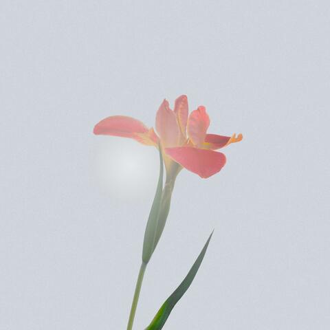 寂しい花