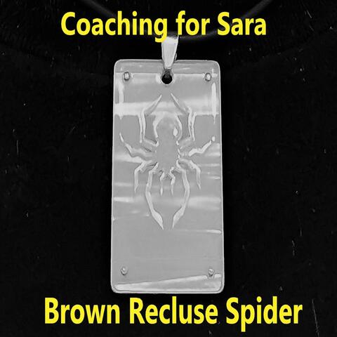 Brown Recluse Spider