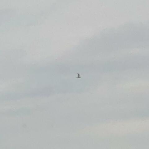 Like A Bird