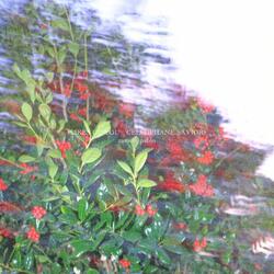 Likes of You / Cellophane Savior