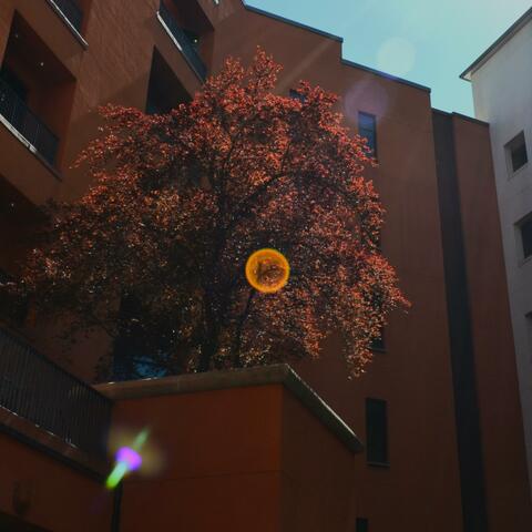 dreamfactory