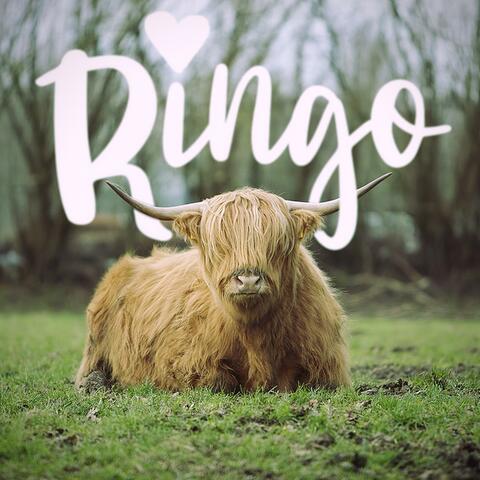 Ringo