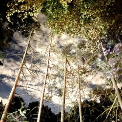 Not Gone (feat. AnnMarie Milazzo)