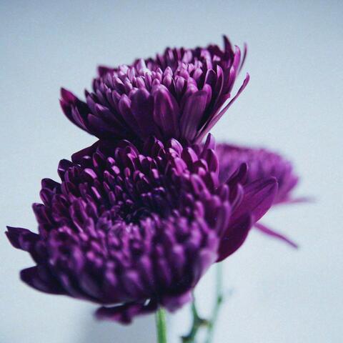 Seeds (Stripped)