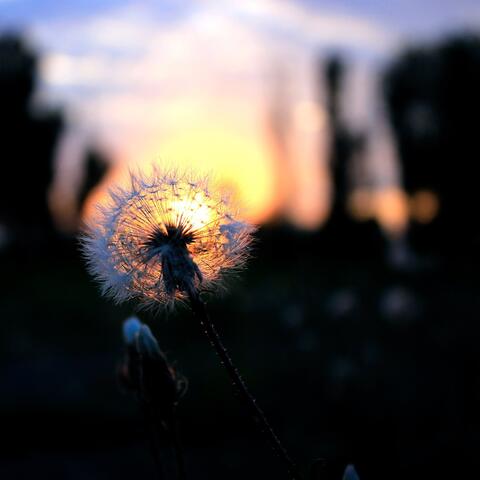 Wildfires & Wildflowers