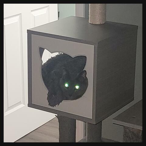 Paranoia