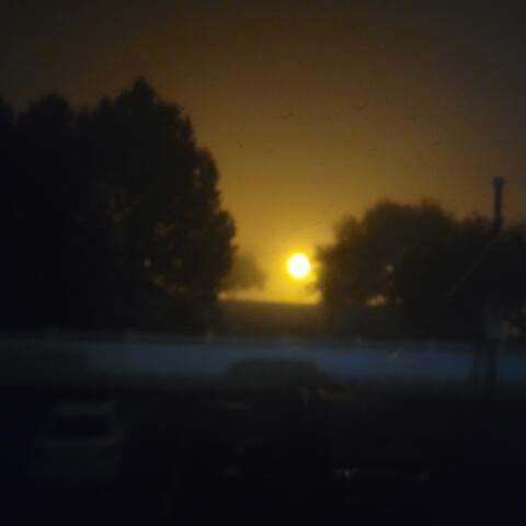 they all come out at night