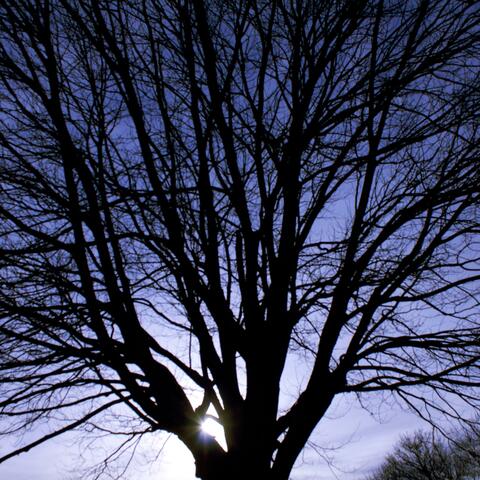 Return to Roots: Tree of Life