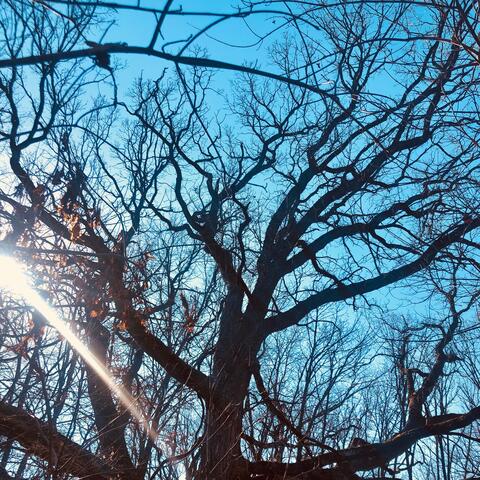 Leaves (feat. pH)