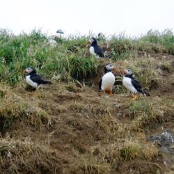 Funkin' groovester in E (feat. Eva Landsberg-Slater)