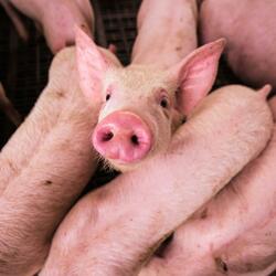 This little piggy went to market (feat. Toddler Nursery Rhymes)