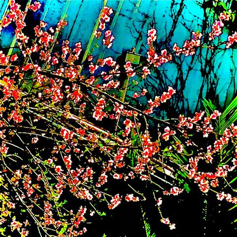 Flores