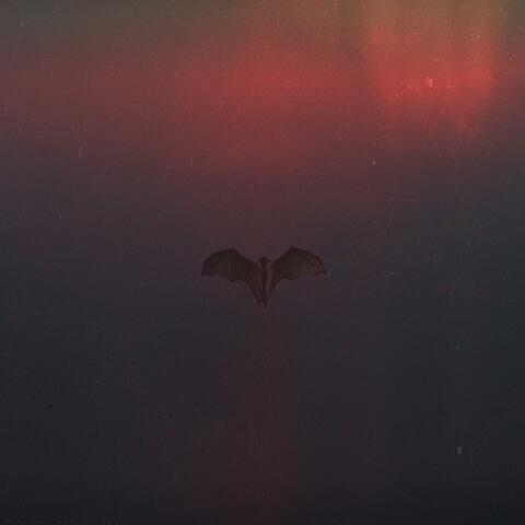 Nightfall // Ravenous