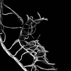 Disorder In Aura
