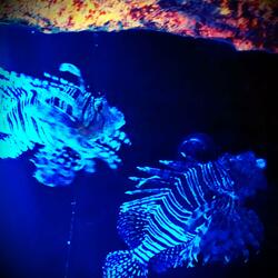 Buoyancy