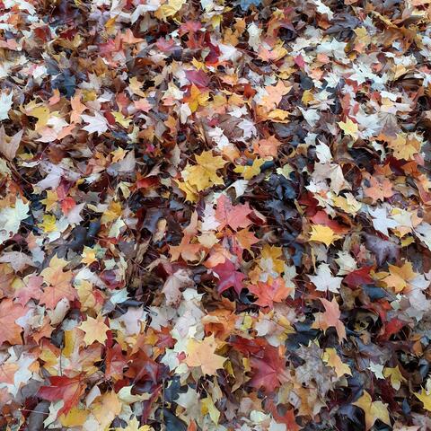 Fall Leaves Fall