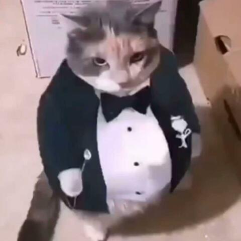 distinguished gentlemen