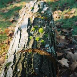 Moss
