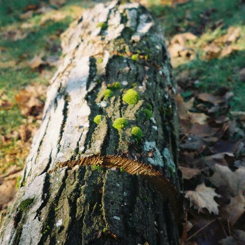 Moss