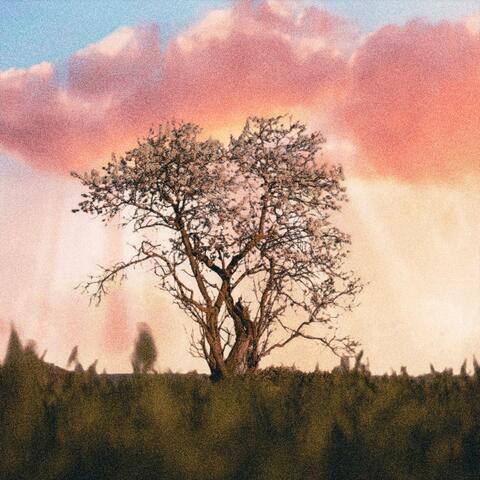 linden blossom
