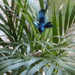 Little Bird