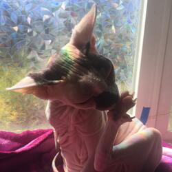 Pinky Wrinkle Back