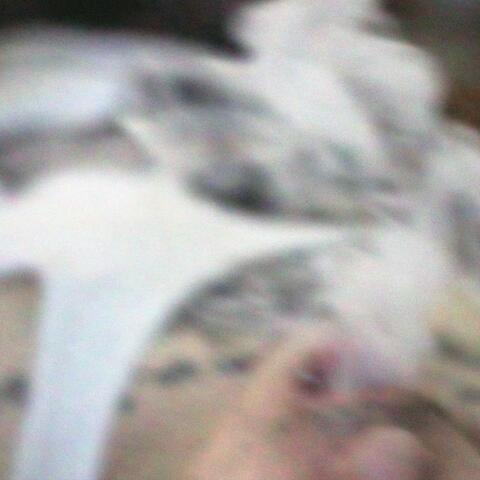 stoner
