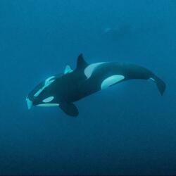 Do What I Want (feat. Gon Lenon)