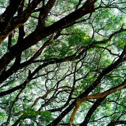 Trees