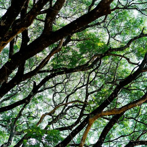 Trees