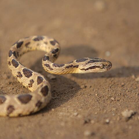 Snake
