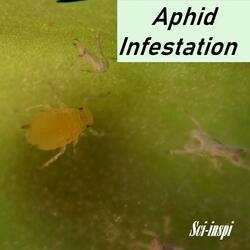 Aphid Infestation
