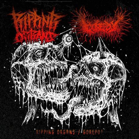 For All Ripping Organs Fans Out There